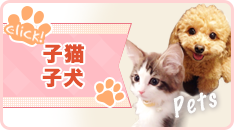 子猫子犬