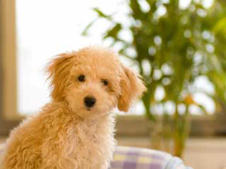 ペットホテル10%OFF