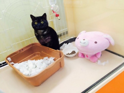 ファイル 2015-07-07 21 08 52