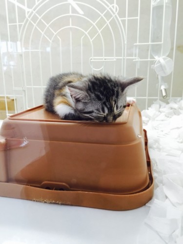 写真 2015-07-30 14 04 38