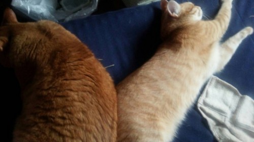 写真 2015-07-30 14 22 05