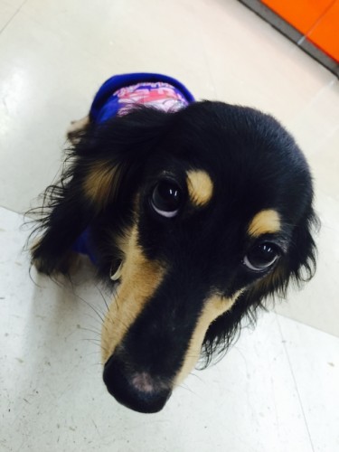 写真 2015-07-09 11 59 24