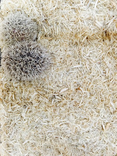 ファイル 2015-07-28 16 43 10