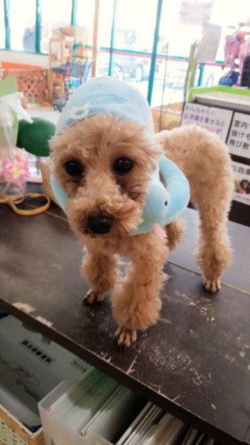 ファイル 2015-07-07 21 09 01