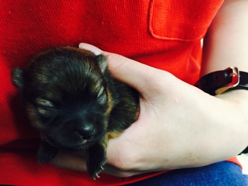 ファイル 2015-07-15 13 45 53