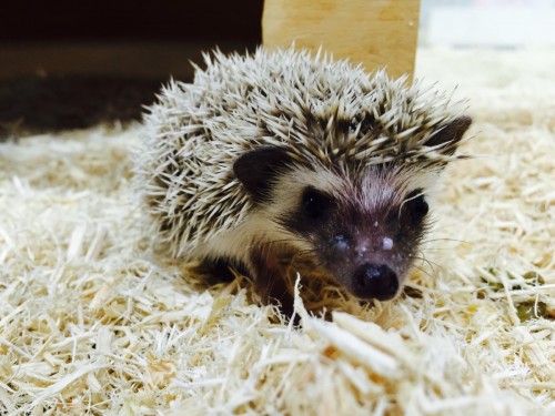 ファイル 2015-07-28 16 42 26