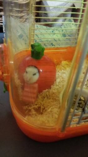 写真 2015-07-16 14 52 29