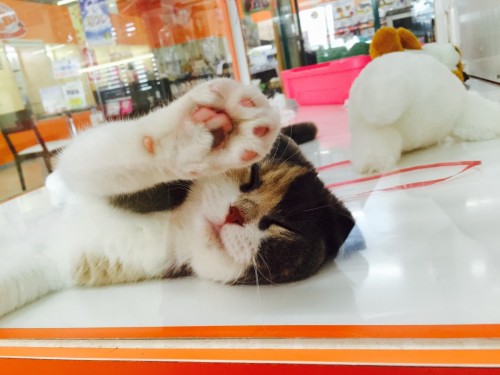 ファイル 2015-07-10 18 44 37