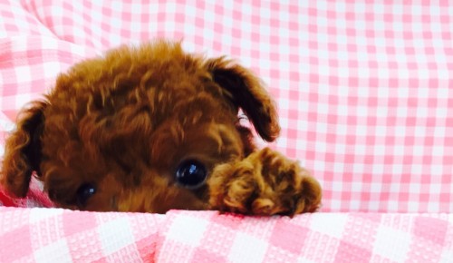 写真 2015-05-14 17 10 50 (1)