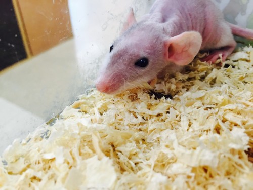 ファイル 2015-08-05 11 12 22