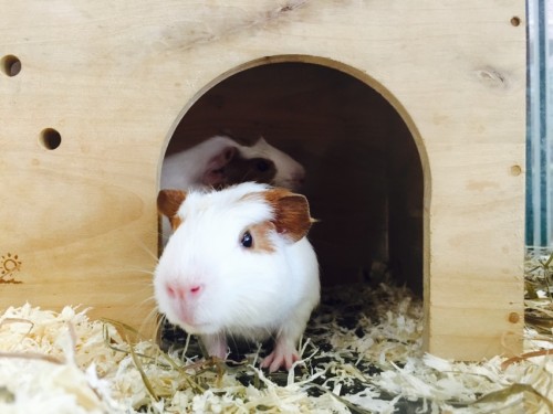 写真 2015-08-11 14 26 50