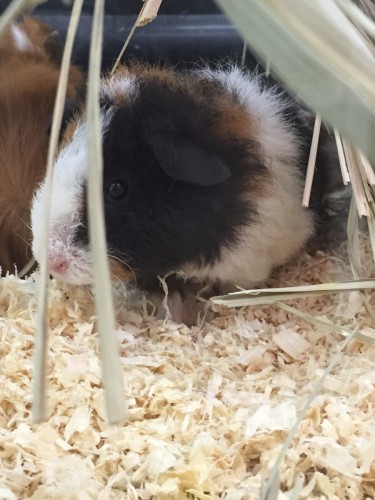 写真 2015-08-11 14 29 37