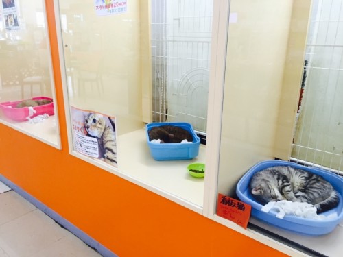 写真 2015-08-28 15 27 34