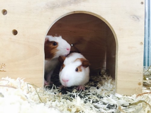 写真 2015-08-11 14 26 58