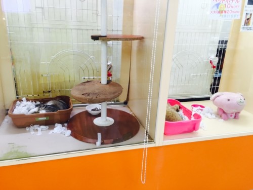 写真 2015-08-28 15 30 42