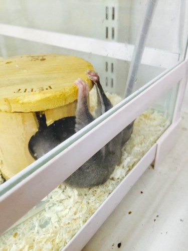 写真 2015-08-29 13 45 29