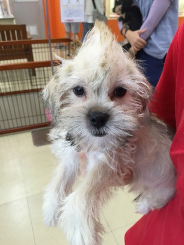 写真 2015-08-15 15 28 31