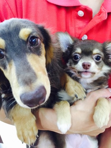 写真 2015-08-15 15 31 45