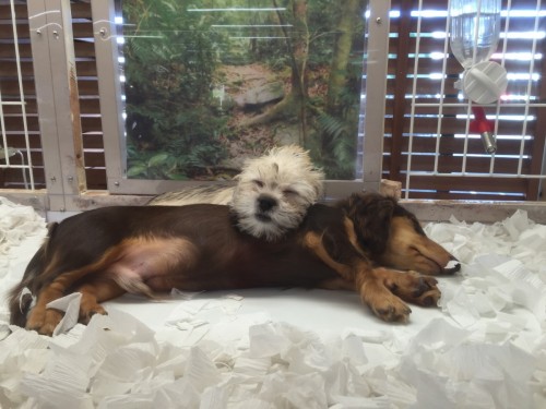 ファイル 2015-08-15 17 41 59