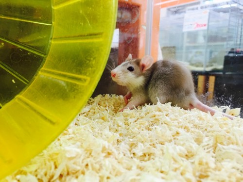 ファイル 2015-08-05 11 12 06