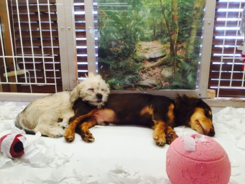 写真 2015-08-09 13 47 21