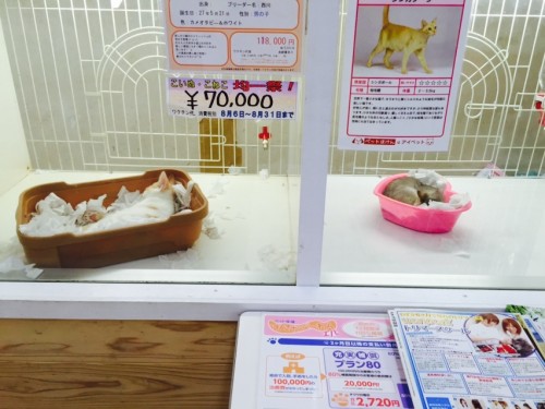 写真 2015-08-28 15 28 05