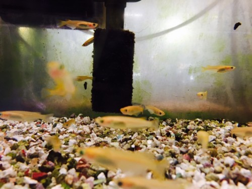 写真 2015-08-28 12 01 48