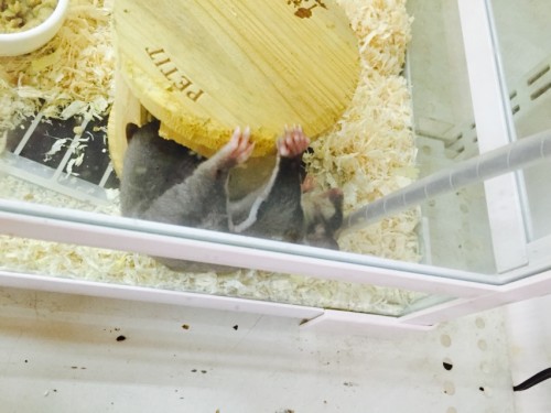 写真 2015-08-29 13 45 38