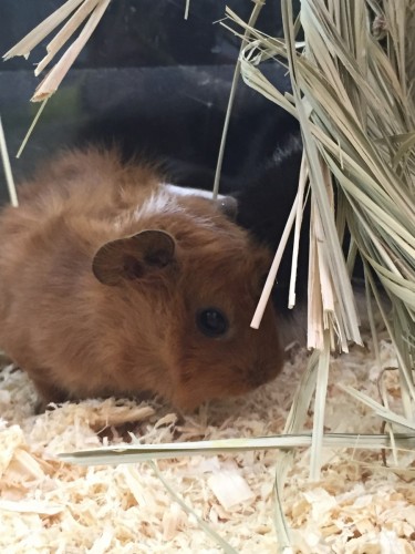 写真 2015-08-11 14 29 27