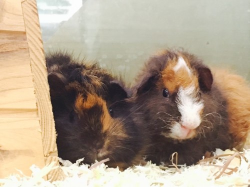 写真 2015-08-11 14 27 15