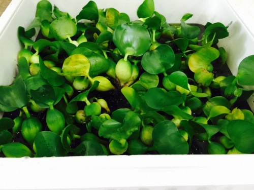 写真 2015-08-28 14 12 02