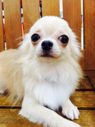 写真 2015-09-24 15 38 28