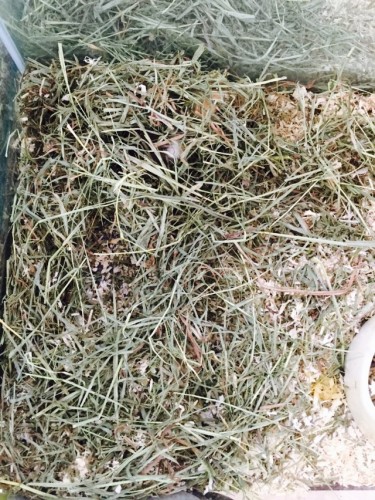 写真 2015-09-24 11 50 00