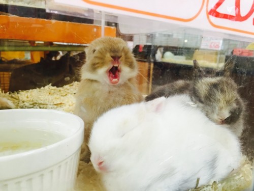 写真 2015-09-05 16 48 16