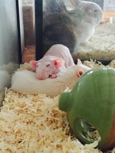 写真 2015-09-14 9 27 30