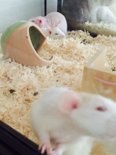 写真 2015-09-14 9 27 48