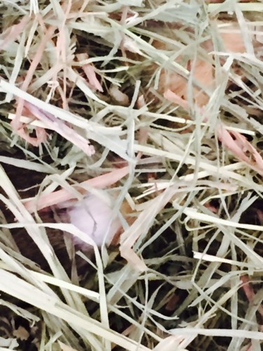 写真 2015-09-24 11 50 16