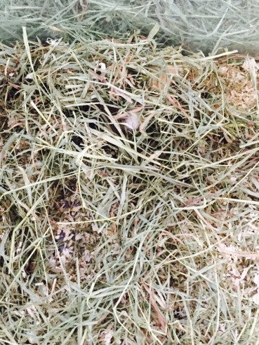 写真 2015-09-24 11 50 09