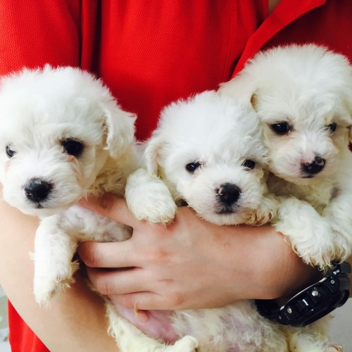 ファイル 2015-09-29 17 39 22