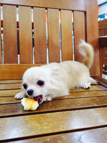 写真 2015-09-24 15 40 12