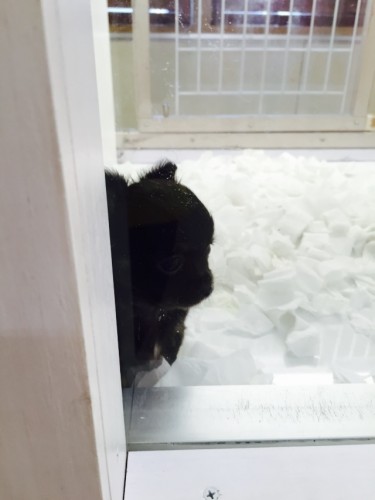 写真 2015-09-27 16 44 41