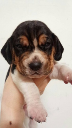 ファイル 2015-09-23 15 51 45