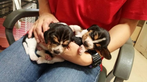 ファイル 2015-09-23 15 52 09