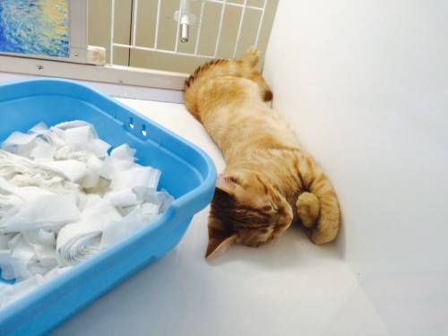 ファイル 2015-09-04 19 40 43