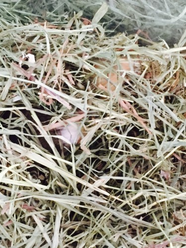 写真 2015-09-24 11 50 11