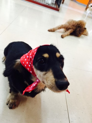 写真 2015-09-23 11 26 04