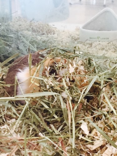 写真 2015-09-24 11 50 41