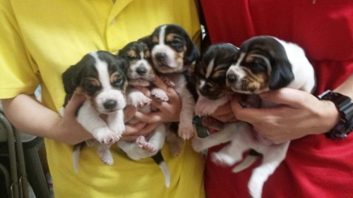 ファイル 2015-09-23 15 51 58