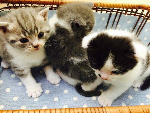 ファイル 2015-10-15 12 46 44