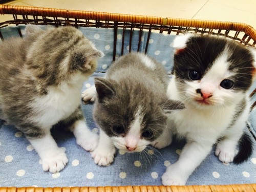 ファイル 2015-10-15 12 46 56